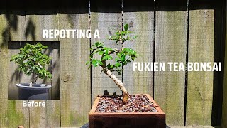 Repotting A Fukien Tea Bonsai Tree [upl. by Skillern]