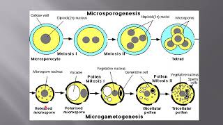 Lecture No 38 Structure And Development Of Microgametophyte [upl. by Seaver]