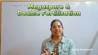 megaspore  Double fertilisation biology neet2024 neetaspirants amita kumawat [upl. by Gardy]