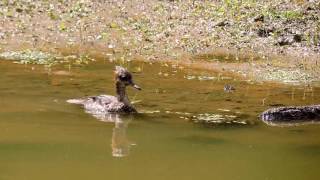 Capital Naturalist Juvenile Hooded Merganser on Land and Water [upl. by Neehs]