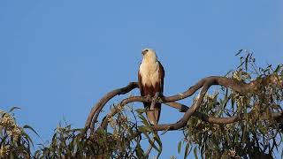 Brahminy Kite Rainbow Beach Qld [upl. by Ailla]