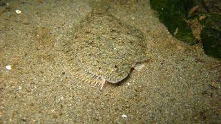 Flatfish hiding in the sand [upl. by Ettolrahs437]