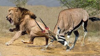 Gemsbok Bravely Attacks Herd Lion With Horns To Rescue His Teammates Lion Vs Gemsbok Antelope [upl. by Eahc386]