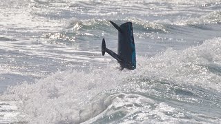 Wave rider Fast planning carbon sailing boat survives capsizing in heavy breakers [upl. by Pickar408]