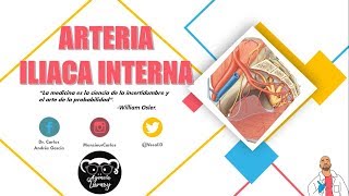 Anatomía  Arteria Iliaca Interna Origen Trayecto y Relaciones Ramas [upl. by Eberly117]