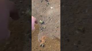 beach metal detecting Dumbarton castle Scotland 4 ringer xp deus [upl. by Cerelia171]