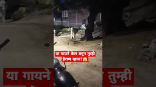 या गायने केलं बगून तुम्ही हैराण व्हाल😱 shorts ytshort shortsfeed [upl. by Buford]