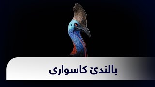 بالندێ کاسواری The cassowary bird [upl. by Eeslek84]