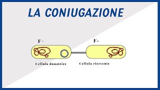 Coniugazione Batterica  Pillole di Scienza [upl. by Naeloj]