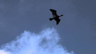 Cormorants Flying Overhead [upl. by Artemed]