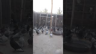 What Happened to Bacho Ki Phirat Full Enjoy  Hashim Mahmood Pigeons youtubeshorts shorts [upl. by Appleby]