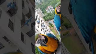 Guacamayas de Caracas [upl. by Sheply]