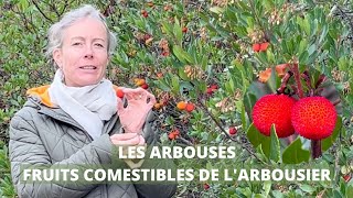 Les arbouses  fruits comestibles de larbousier [upl. by Rellia]