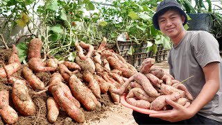 Tips for Growing Sweet Potatoes to Harvest Fastest Not Everyone Knows [upl. by Annez130]