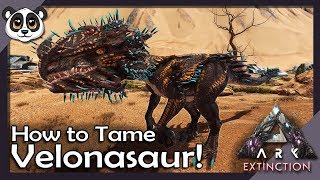 How To Tame Velonasaur  ARK Extinction [upl. by Eliak731]