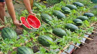 Grow watermelon in this way the fruit will be big and sweet grow watermelon in a bag of soil [upl. by Dowdell]