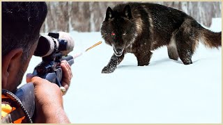 How Do American Hunters And Farmers Deal With Million Of Wild Boar And Wolf By Gun And Trap [upl. by Goines]