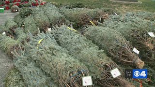 Local group gives out 300 Christmas trees to veterans in West County [upl. by Adniralc262]