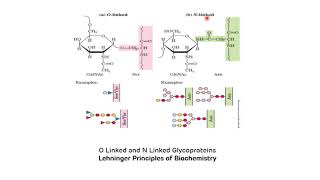 Glycoproteins Biochemistry  Paroxysmal Nocturnal Hemoglobinuria PNH  Glycosylation [upl. by Schild]