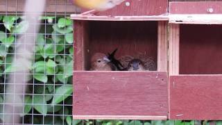 My Finchs Silverbill making a new home [upl. by Bekelja]