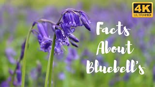 FACTS ABOUT BLUEBELLS amp STUNNING VIEWS OF BLUEBELL FIELDS 4K UHD [upl. by Naffets580]