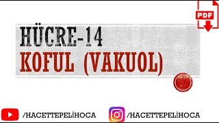 32  HÜCRE14 KOFUL  TYT  9Sınıf  hacettepelihoca [upl. by Camille389]