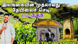 இலங்கையின் முதலாவது தேயிலைச்செடி  தரம் 345Yarl Master [upl. by Cathi]