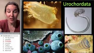 Tunicates Biology Course [upl. by Namialus]