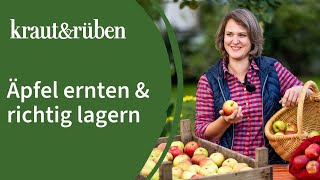 🍎Äpfel ernten Äpfel lagern  Erntezeitpunkt bestimmen und richtig einlagern [upl. by Atiuqahc]