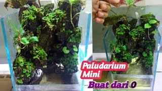 Buat Paludarium Mini dari 0  Aquarium mini [upl. by Ayarahs]