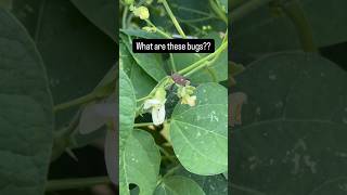 WHAT ARE THESE BUGS floridagardening gardenbugs [upl. by Aztilem22]