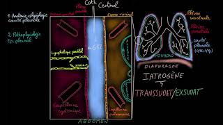 Epanchement pleural  Docteur Synapse [upl. by Gorlin]