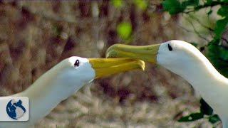 Islas Galápagos Origen y Vida  Parte 2 [upl. by Kissee]