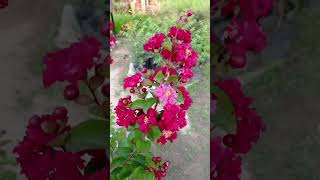 Lagerstroemia Indica Red Plant Crape Myrtle सावनी Sawani shorts summerfloweringplant [upl. by Ydeh]