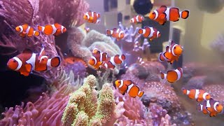 The Clownfish Ecosystem AMAZING NO WATER CHANGE amp No Filter Aquarium Tour [upl. by Ahsela]