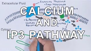 Calcium amp IP3 Pathway [upl. by Susejedairam]