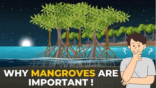 Why Mangroves are Important  Mangroves  The Planet Voice [upl. by Manthei]