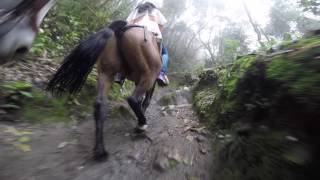 Valle de Cocora Quindio a Caballo Hogar de la palma de cera [upl. by Chimene487]