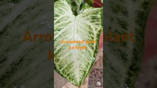 Arrowhead plant gardening plantlover syngoniumplant plants 🌿🍀☘️ [upl. by Enram]