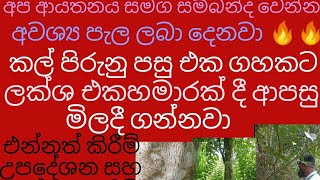 කැමතිද වල්ලපට්ටා වගාවක් කරලා කෝටියක් උනත් උපයන්න මේ වීඩියෝව බලන්නසම්බන්ද වෙන්න පුලුවන් [upl. by Dahs]