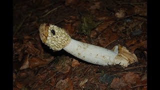 The Common Stinkhorn Phallus impudicus [upl. by Fenn671]