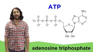 Metabolism and ATP [upl. by Ertnom]