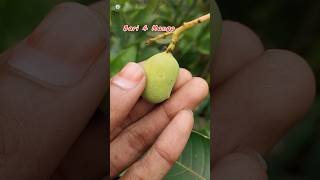 Bari 4 Mango Plant For Sale🚚☎️Ph9134227145 [upl. by Ahtnamas]