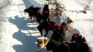 Part 2 Rookie crashes on Iditarod trail [upl. by Eciuqram]