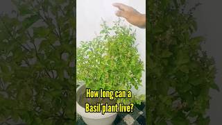 How Long Can A Basil Plant Live [upl. by Olecram]