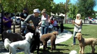 West End Poodle Party August 2010 Santa Rosa CA [upl. by Kinnie]