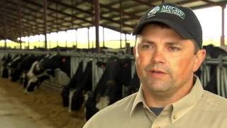 The Cows at McCarty Family Farms [upl. by Nibot]