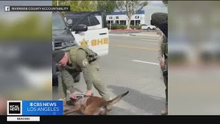 Riverside County Sheriffs Department faces animal abuse accusations [upl. by Barayon]