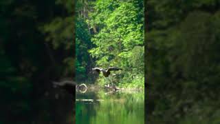 Greyheaded Fish Eagle 灰头渔雕 sonyrx100vii Vol 4 slowmotion sonya wildlife [upl. by Sianna]