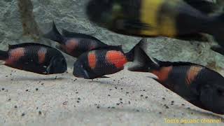 Tropheus sp Black bulu point  Toms aquatic channel [upl. by Conrade691]